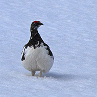 maschio in abito estivo, maggio