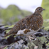 femmina in abito estivo, maggio