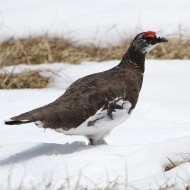 coppia in abito estivo