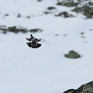 coppia in abito estivo, maggio