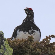 maschio in abito estivo, maggio