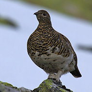 femmina in abito estivo, maggio