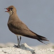 Valle Ripiego (RO), 7.07.2015