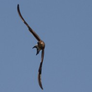 Boccasette (RO), 19.06.2013