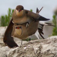 copula, Boccasette (RO), 8.05.2016