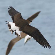 Boccasette (RO), 8.05.2016