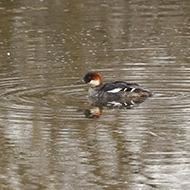 femmina, Bacoli (VR), 27.02.2017