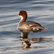 2cy, Lago di Garda (VR), 1.01.2014