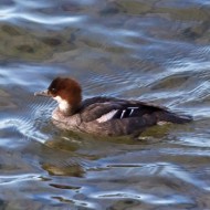 1cy, Lago di Garda (VR), 19.12.2013