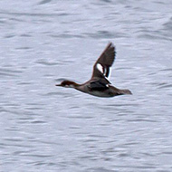 1cy in volo, Lago di Garda (VR), 29.12.2013