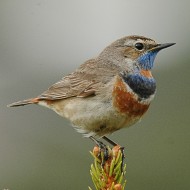 maschio ssp. <i>svecica</i>, giugno