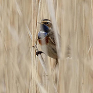 maschio ssp. <i>cyanecula</i>, Pastrengo (VR), 3.04.2014