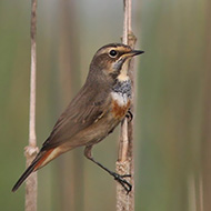 femmina, Mestre (VE), 11.09.2008