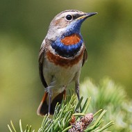 maschio ssp. <i>svecica</i>, giugno