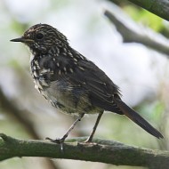 giovane ssp. <i>cyanecula</i>, giugno