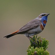 maschio ssp. <i>svecica</i>, giugno