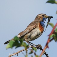 maschio ssp. <i>cyanecula</i>, giugno