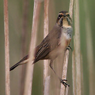 femmina, Mestre (VE), 11.09.2008