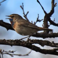 maschio ssp. <i>svecica</i>, giugno