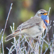 maschio ssp. <i>svecica</i>, giugno