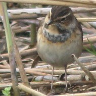 femmina, Mestre (VE), 5.04.2016