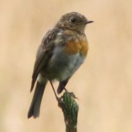 giovane, Cansiglio (TV), 4.09.2010