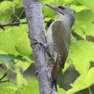 adulto, Col Visentin (BL), 23.05.2018