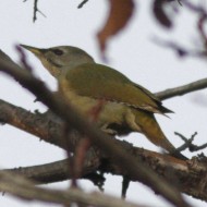 femmina(?), novembre