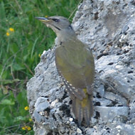 femmina, Col Visentin (TV), 8.06.2019