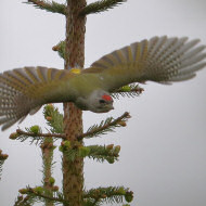 maschio, Col Visentin (BL), 23.05.2018