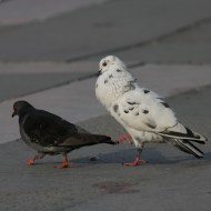 coppia, Venezia, 3.04.2009
