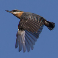 adulto, Nevegal (BL), 16.02.2019