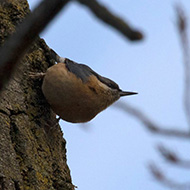 adulto, Lido Ronchi (VR), 20.01.2019