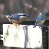 adulto con cinciarella, dicembre