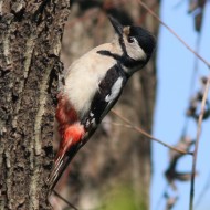 femmina, Marghera (VE), 16.04.2008