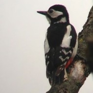 femmina, Valeggio sul Mincio (VR), 1.04.2013