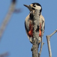 adulto, Valle Altanea (VE), 24.11.2012