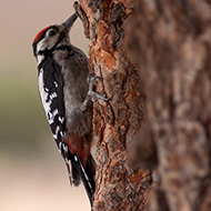 giovane ssp. <i>canariensis</i>, agosto