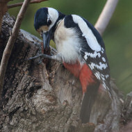 maschio, Favaro Veneto, 21.02.2019