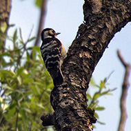 femmina, Villorba (TV), 2.05.2015
