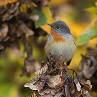 maschio, Campodarsego (PD), 13.11.2016