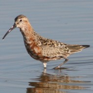 abito di transizione, Vallesina (VE), 3.08.2007