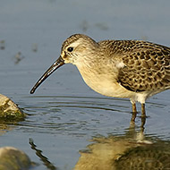 abito invernale, Peschiera del Garda (VR), 27.08.2007