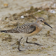 giovane, Peschiera del Garda (VR), 6.09.2017