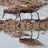 abito riproduttivo, Isola della Scala (VR), 9.05.2012