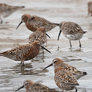 abito di transizione, Nogara, 25.04.2012