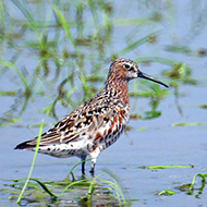 abito di transizione, Isola della Scala (VR), 20.05.2010