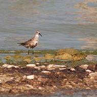 abito di transizione, agosto