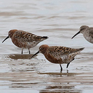 abiti di transizione e invernale, aprile