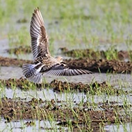 Isola della Scala (VR), 16.05.2011